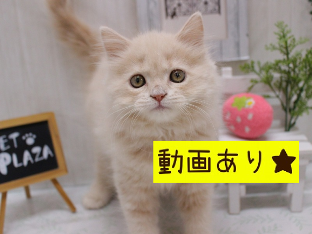 兵庫県のスコティッシュストレート (ペット・プラザ アミーゴ加古川店/2026年7月2日生まれ/女の子/クリームタビー)の子猫の1枚目の画像