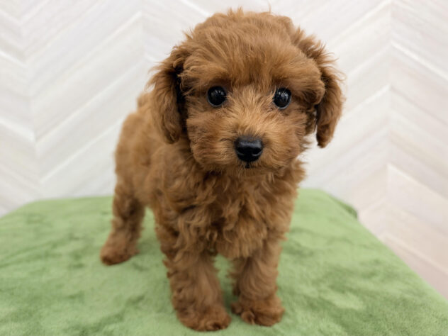 福島県のトイプードル(トイ) (アミーゴ郡山南店/2026年7月6日生まれ/女の子/レッド)の子犬