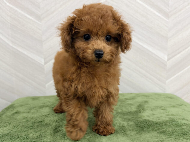 福島県のトイプードル(トイ) (アミーゴ郡山南店/2026年7月6日生まれ/女の子/レッド)の子犬