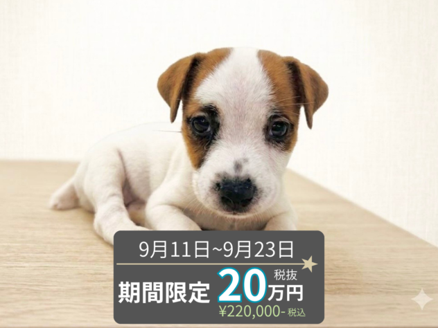 岡山県のジャックラッセルテリア (アミーゴ水島店/2026年7月18日生まれ/男の子/タンホワイト)の子犬の1枚目の画像