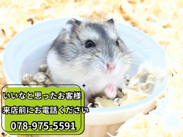 ジャンガリアンハムスター | ペットワールド アミーゴ