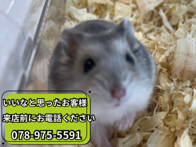 ジャンガリアンハムスター | ペットワールド アミーゴ