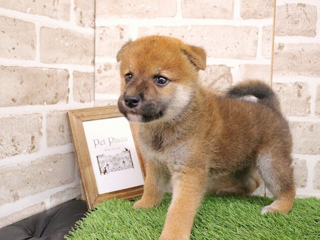 兵庫県の柴犬(標準サイズ) (ペット・プラザ アミーゴ神戸西店/2026年7月30日生まれ/男の子/赤)の子犬の2枚目の画像