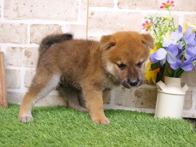 兵庫県の柴犬(標準サイズ) (ペット・プラザ アミーゴ神戸西店/2026年7月30日生まれ/男の子/赤)の子犬の3枚目の画像