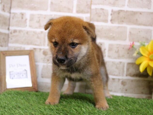 兵庫県の柴犬(標準サイズ) (ペット・プラザ アミーゴ神戸西店/2026年7月30日生まれ/男の子/赤)の子犬の1枚目の画像