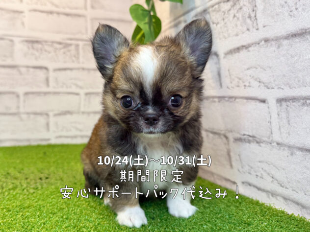 岡山県のチワワ(ロング) (アミーゴ妹尾店/2026年6月23日生まれ/男の子/フォーンホワイト)の子犬の1枚目の画像