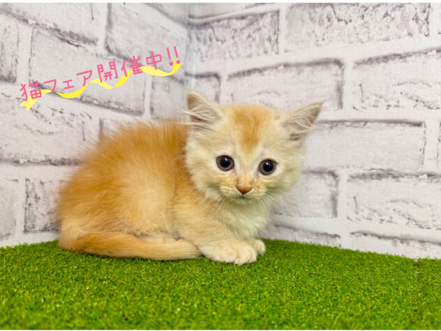 岡山県のマンチカン (アミーゴ妹尾店/2026年7月9日生まれ/男の子/レッドタビー)の子猫の1枚目の画像