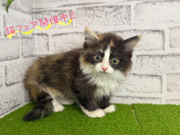岡山県のサイベリアン (アミーゴ妹尾店/2026年7月1日生まれ/女の子/キャリコ)の子猫の1枚目の画像