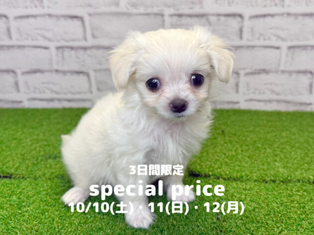 岡山県のハーフ犬・ミックス犬 (アミーゴ妹尾店/2026年6月3日生まれ/男の子/クリーム)の子犬の1枚目の画像