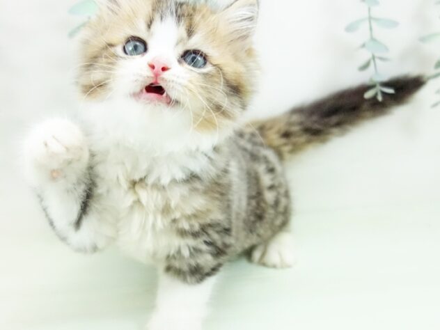 ミントグリーン様御予約❤元気いっぱいラガマフィン子猫♡くっくちゃん♡アートドール ラガマフィン | ペットワールド アミーゴ