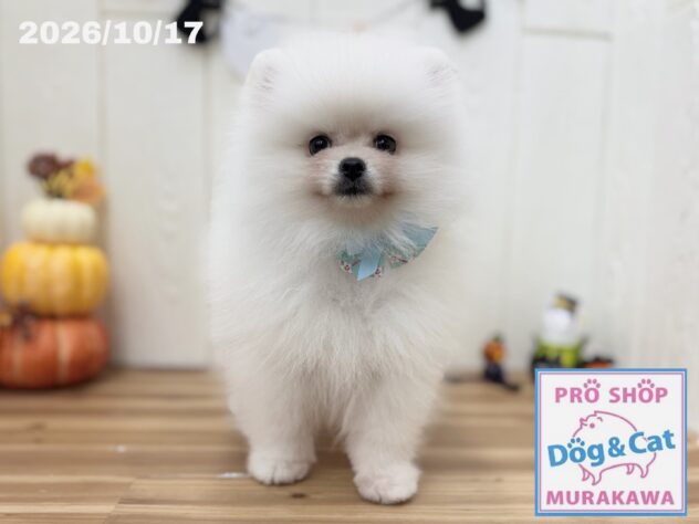 広島県のポメラニアン (アミーゴ大町店/2026年8月14日生まれ/男の子/クリーム)の子犬の2枚目の画像