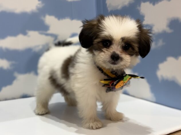 山形県のハーフ犬・ミックス犬 (アミーゴ山形南店/2026年8月17日生まれ/女の子/ホワイトゴールド)の子犬の3枚目の画像