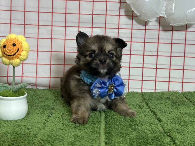 山形県のチワワ(ロング) (アミーゴ酒田店/2026年8月10日生まれ/男の子/レッドホワイト)の子犬の2枚目の画像