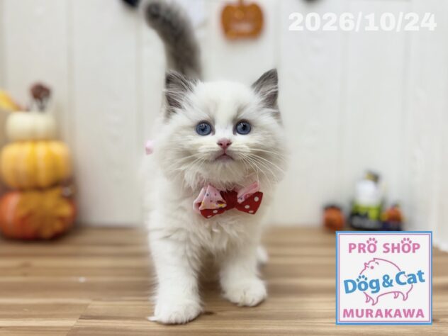 広島県のラグドール (アミーゴ大町店/2026年8月22日生まれ/女の子/ブルーポイントバイカラー)の子猫の3枚目の画像