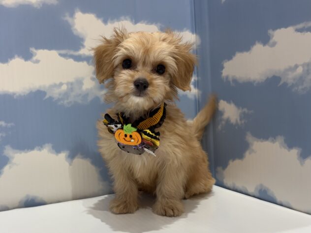 山形県のハーフ犬・ミックス犬 (アミーゴ山形南店/2026年7月22日生まれ/男の子/クリーム)の子犬の1枚目の画像