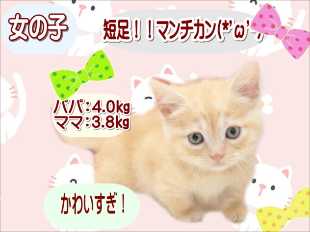 大阪府のマンチカン (アミーゴ鳳店/2026年8月14日生まれ/女の子/カメオタビー)の子猫の1枚目の画像
