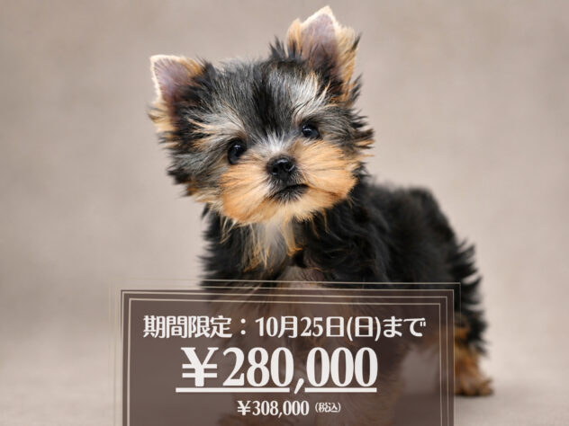 岡山県のヨークシャーテリア (アミーゴ大安寺店/2026年8月2日生まれ/男の子/スチールブルータン)の子犬の1枚目の画像