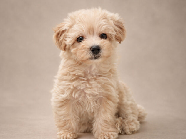 岡山県のハーフ犬・ミックス犬 (アミーゴ大安寺店/2026年8月8日生まれ/女の子/クリーム)の子犬の3枚目の画像