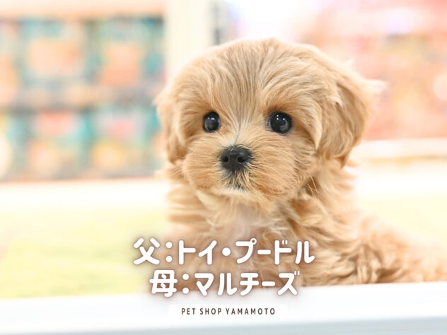 岡山県のハーフ犬・ミックス犬 (アミーゴ大安寺店/2026年8月15日生まれ/女の子/アプリコット)の子犬の2枚目の画像