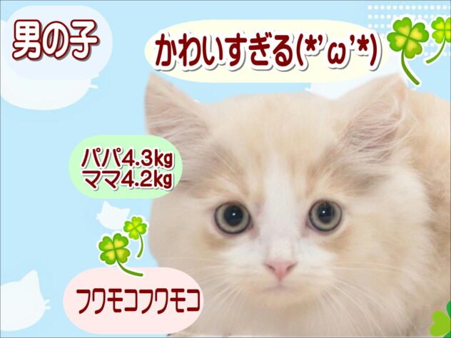 大阪府のラガマフィン (アミーゴ鳳店/2026年7月31日生まれ/男の子/クリームタビーホワイト)の子猫の1枚目の画像