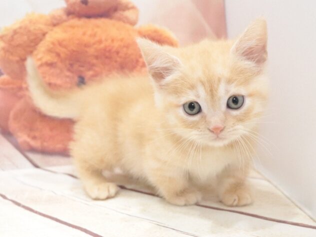 大阪府のマンチカン (アミーゴ鳳店/2026年8月14日生まれ/女の子/カメオタビー)の子猫の2枚目の画像