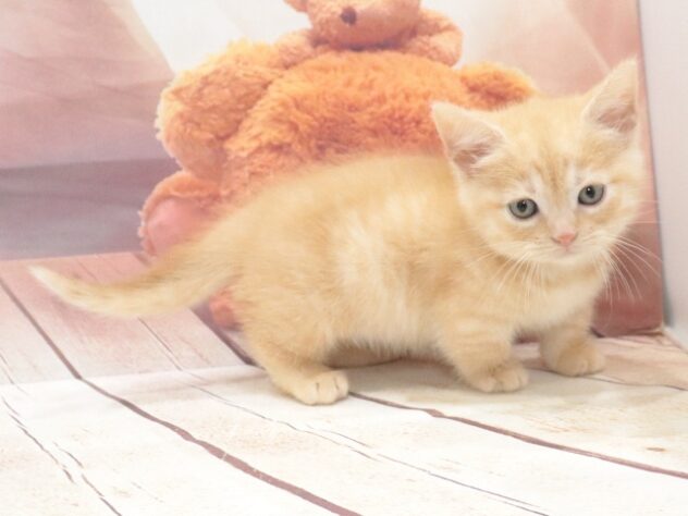 大阪府のマンチカン (アミーゴ鳳店/2026年8月14日生まれ/女の子/カメオタビー)の子猫の3枚目の画像