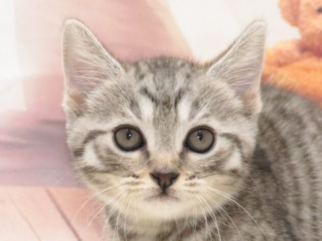 大阪府のマンチカン (アミーゴ鳳店/2026年8月14日生まれ/男の子/シルバータビー)の子猫の2枚目の画像