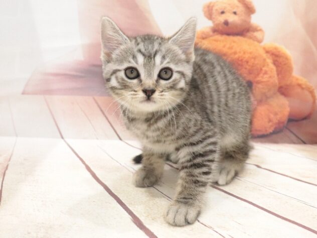大阪府のマンチカン (アミーゴ鳳店/2026年8月14日生まれ/男の子/シルバータビー)の子猫の3枚目の画像