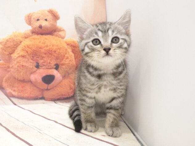 大阪府のマンチカン (アミーゴ鳳店/2026年8月14日生まれ/男の子/シルバータビー)の子猫の4枚目の画像