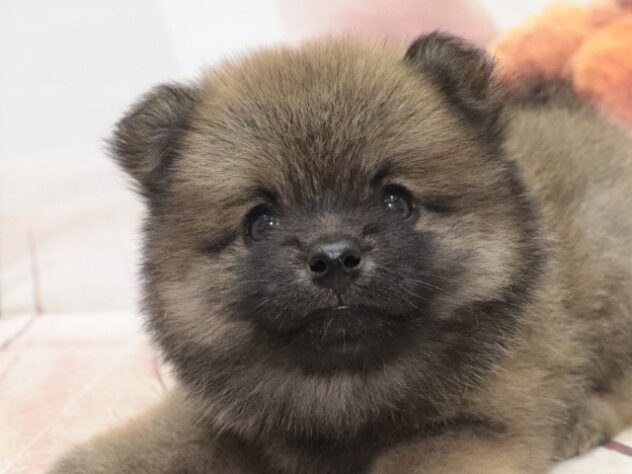 大阪府のハーフ犬・ミックス犬 (アミーゴ鳳店/2026年8月16日生まれ/男の子/セーブル)の子犬の2枚目の画像