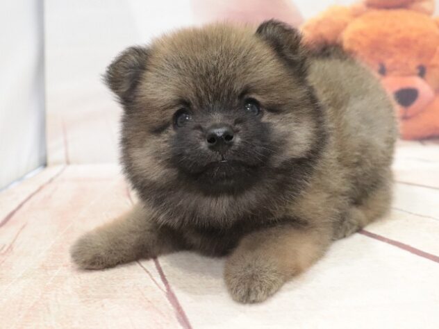 大阪府のハーフ犬・ミックス犬 (アミーゴ鳳店/2026年8月16日生まれ/男の子/セーブル)の子犬の3枚目の画像