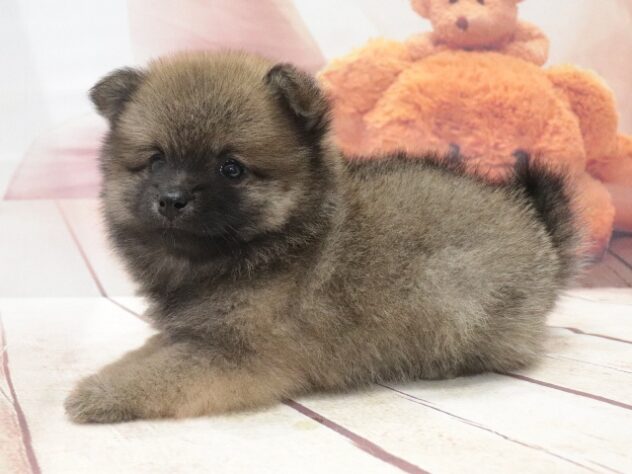 大阪府のハーフ犬・ミックス犬 (アミーゴ鳳店/2026年8月16日生まれ/男の子/セーブル)の子犬の4枚目の画像
