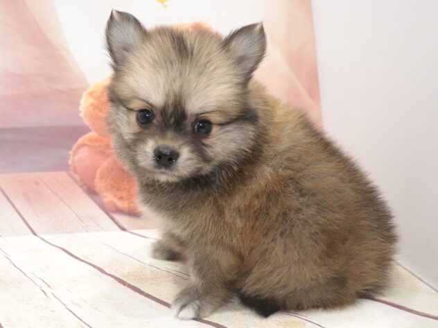 大阪府のハーフ犬・ミックス犬 (アミーゴ鳳店/2026年8月18日生まれ/男の子/フォーン)の子犬の2枚目の画像