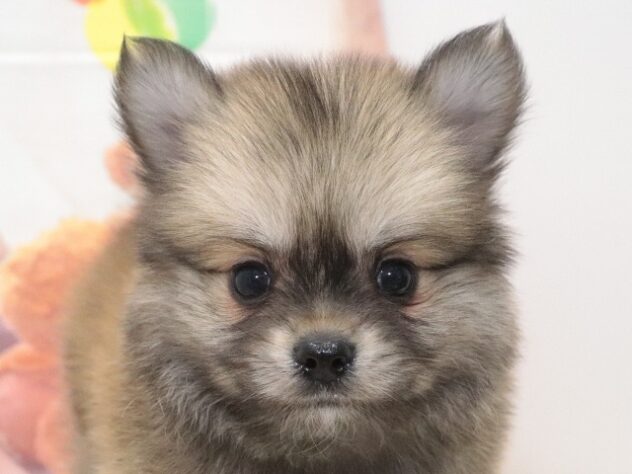 大阪府のハーフ犬・ミックス犬 (アミーゴ鳳店/2026年8月18日生まれ/男の子/フォーン)の子犬の3枚目の画像