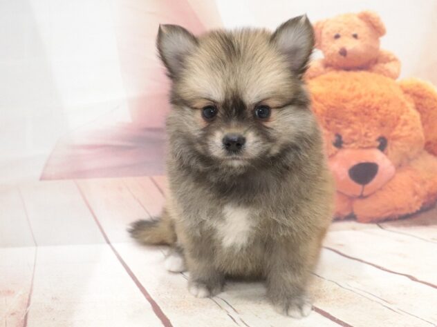 大阪府のハーフ犬・ミックス犬 (アミーゴ鳳店/2026年8月18日生まれ/男の子/フォーン)の子犬の4枚目の画像
