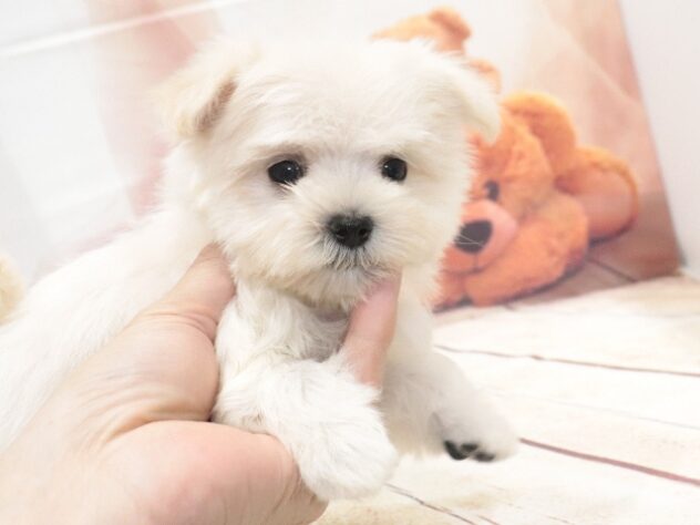 大阪府のハーフ犬・ミックス犬 (アミーゴ鳳店/2026年8月16日生まれ/男の子/クリーム)の子犬の2枚目の画像