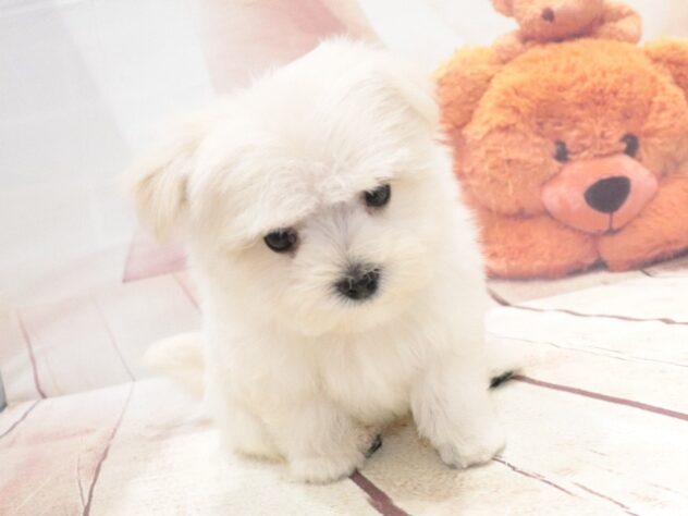 大阪府のハーフ犬・ミックス犬 (アミーゴ鳳店/2026年8月16日生まれ/男の子/クリーム)の子犬の3枚目の画像