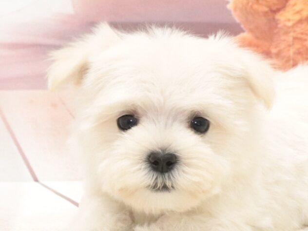 大阪府のハーフ犬・ミックス犬 (アミーゴ鳳店/2026年8月16日生まれ/男の子/クリーム)の子犬の4枚目の画像