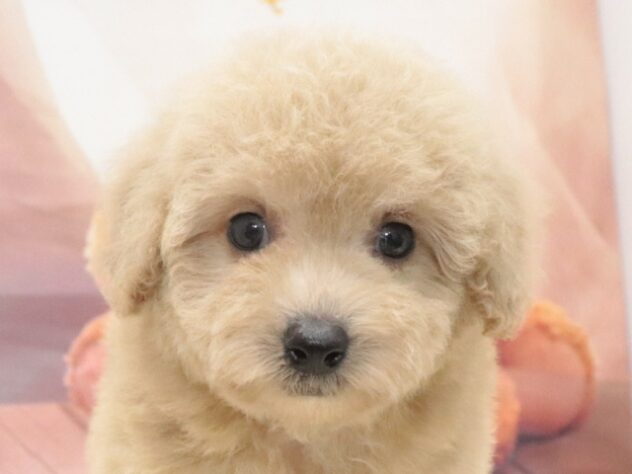 大阪府のトイプードル(トイ) (アミーゴ鳳店/2026年8月16日生まれ/男の子/クリーム)の子犬の2枚目の画像