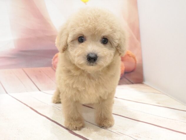 大阪府のトイプードル(トイ) (アミーゴ鳳店/2026年8月16日生まれ/男の子/クリーム)の子犬の3枚目の画像