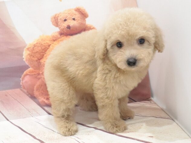 大阪府のトイプードル(トイ) (アミーゴ鳳店/2026年8月16日生まれ/男の子/クリーム)の子犬の4枚目の画像
