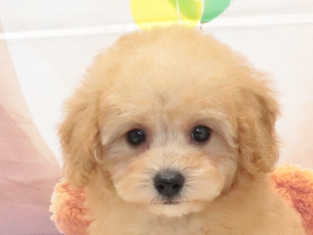 大阪府のトイプードル(トイ) (アミーゴ鳳店/2026年8月10日生まれ/男の子/アプリコット)の子犬の2枚目の画像
