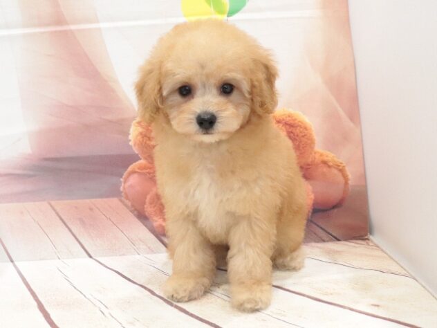 大阪府のトイプードル(トイ) (アミーゴ鳳店/2026年8月10日生まれ/男の子/アプリコット)の子犬の3枚目の画像