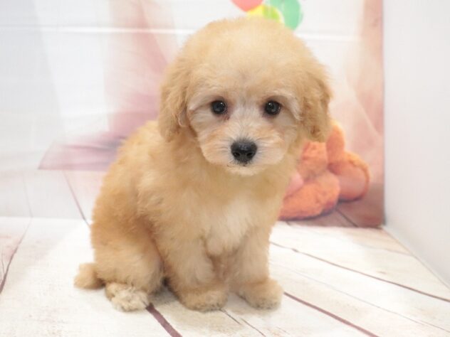 大阪府のトイプードル(トイ) (アミーゴ鳳店/2026年8月10日生まれ/男の子/アプリコット)の子犬の4枚目の画像