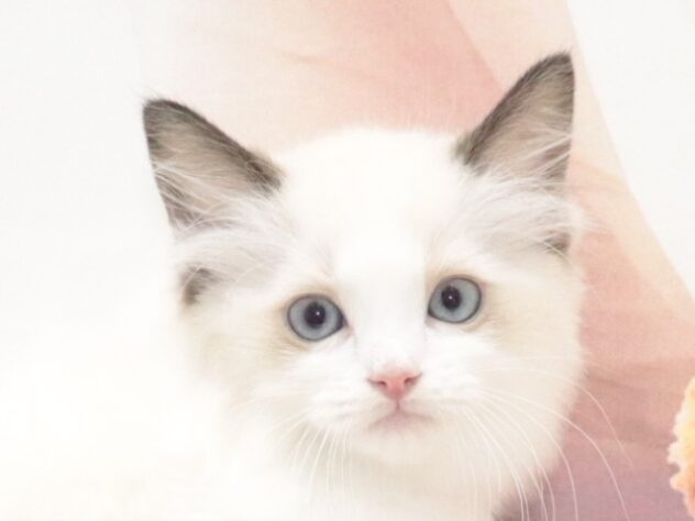 大阪府のラグドール (アミーゴ鳳店/2026年8月16日生まれ/男の子/シールポイントバイカラー)の子猫の2枚目の画像