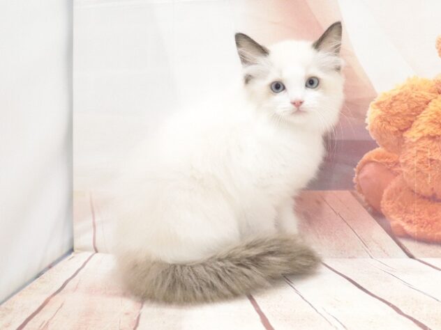 大阪府のラグドール (アミーゴ鳳店/2026年8月16日生まれ/男の子/シールポイントバイカラー)の子猫の3枚目の画像