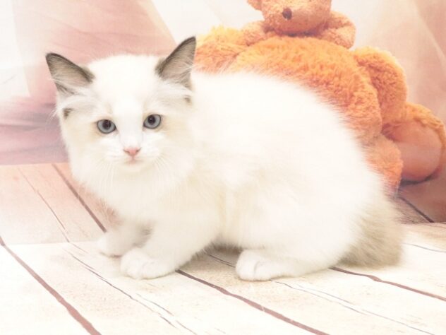 大阪府のラグドール (アミーゴ鳳店/2026年8月16日生まれ/男の子/シールポイントバイカラー)の子猫の4枚目の画像