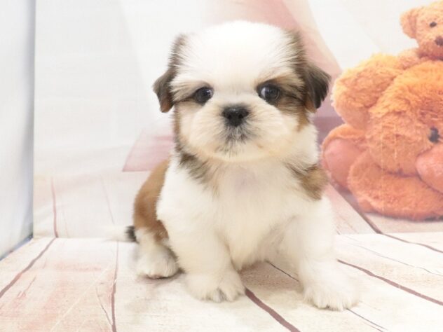 大阪府のシーズー (アミーゴ鳳店/2026年8月18日生まれ/男の子/ホワイトゴールド)の子犬の2枚目の画像