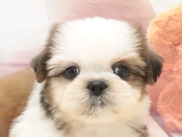 大阪府のシーズー (アミーゴ鳳店/2026年8月18日生まれ/男の子/ホワイトゴールド)の子犬の3枚目の画像