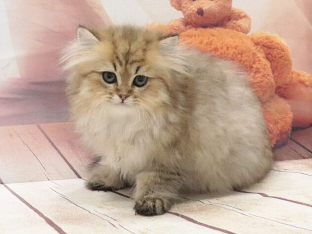 大阪府のペルシャ (アミーゴ鳳店/2026年8月16日生まれ/女の子/チンチラゴールデン)の子猫の2枚目の画像